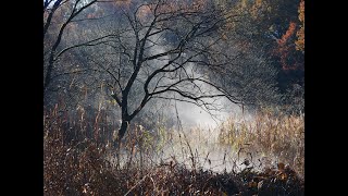 【12/11】晩秋から初冬の北本自然観察公園