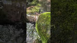 #youtubeshorts #水の音 #眠る #relaxingwatersounds