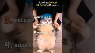 Ranking the best cat dancing moments