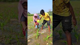 farming reel 👀🥬 #song #farming #khetibadi #dailyshorts #virulshorts