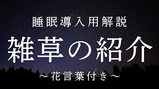 【睡眠導入用解説】雑草の紹介（花言葉付き）眠れる女性の声｜足元の小さな世界へようこそ：雑草たちの物語