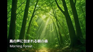 【ASMR】鳥の声に包まれる朝の森｜Morning Forest Surrounded by Birds