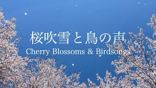 【自然音-鳥の声】桜吹雪〜鶯・鳥のさえずり / 春の鳥の鳴き声 / 瞑想 勉強 作業用 BGM 環境音 / リラックス・リフレッシュ・癒し / Nature Sounds / ASMR