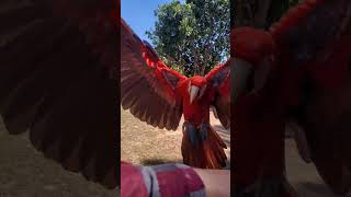 arara Vermelha e Canindé voo livre