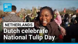 Netherlands ushers in Spring with National Tulip Day celebration • FRANCE 24 English