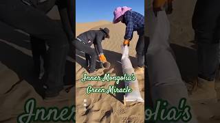 内モンゴルの緑の奇跡：砂漠をオアシスに変える🌱🌱