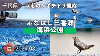 【野鳥観察】満潮で楽しむシギチドリたち｜夏のふなばし三番瀬海浜公園