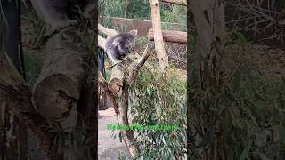 #HealesvilleSanctuary #MelbourneTourism #AustraliaWildlife #Shorts #TravelAustralia #WeekendTrip