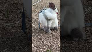 顔を洗ううさぎ#うさぎ#可愛い