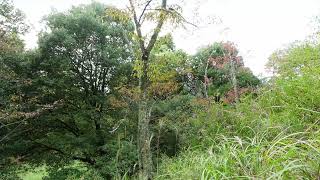 【自然音BGM】10月の森 　虫の音