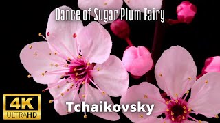 Tchaikovsky – Dance of the Sugar Plum Fairy | Blooming Flowers in Slow Motion