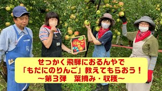 せっかく飛騨におるんやで「もだにのりんご」教えてもらおう～第３弾　葉摘み・収穫～