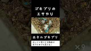 ホタルゴキブリにエサやり