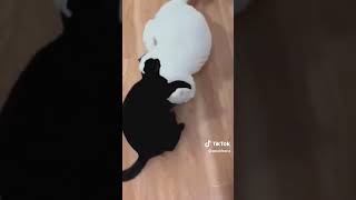 Funny Cats #AnimaLFunnYVideO #animals  #funnyvideo #funnyanimals #cat #funnycats