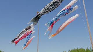 五月 こいのぼり May