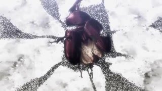 [Hunter X Hunter] El veneno de la rosa (134)