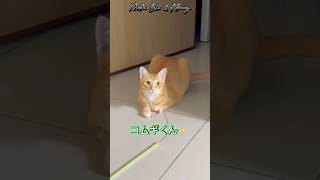 Moka , Late and Komugi.#cat #kucing #catlovers#ねこ