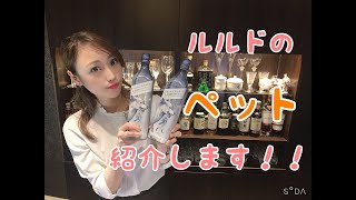 銀座ルルド　当店のペットを紹介します！！