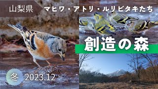 【野鳥観察】マヒワやアトリが降りる水場｜創造の森