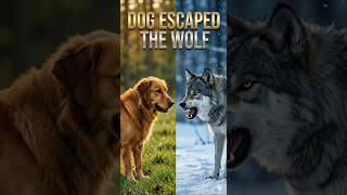 Dog Escapes Wolves | Kind Farmer Saves His Hungry Puppies