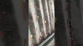 福岡 西公園 散歩の記録３