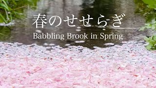 Gentle Babbling Sound, Flowing Cherry Blossom Petals / Relaxation, Sleep / 1 hour Nature Sounds ASMR