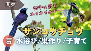 【野鳥観察】サンコウチョウの可愛い水浴びとさえずり｜街中の森で美しい夏鳥