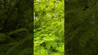 💚💚 #shortsfeed #shortvideo #shortvlog #trendingshorts #naturalbeauty #natue #shorts