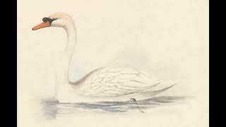 湯川潮音 New Album「青い鳥」より「1986」- Shione Yukawa “1986” from “Blue bird”