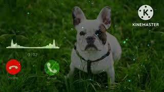 Cute dog #new Ringtone