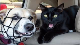 史上最高のペットの失敗 | ベスト・オブ・フェイルアーミー