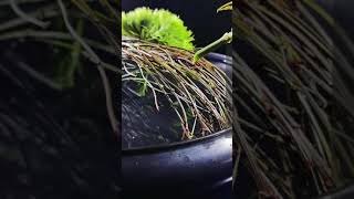 日本の花の芸術 | Style of Floral EP20 #tiktok #douyin #Shorts