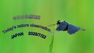 今日の自然観察　Today's nature observation　JAPAN  2025/7/22