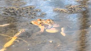 横浜自然観察の森レンジャーより20160213　ヤマアカガエルの産卵