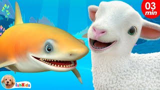 Baby Shark + Baa Baa Black Sheep | Baby Songs | Nursery Rhymes | IshKids
