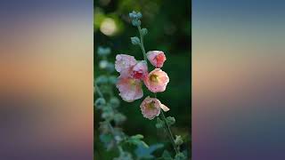 Pentax HD D FA 150-450mm f4.5-5.6ED DC AW Super-Telephoto Lens for Pentax KAF review