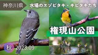【野鳥観察】水場に降りたエゾビタキやメボソムシクイ、キビタキたち｜秦野バードサンクチュアリ（弘法山公園）