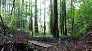 【自然音BGM】９月の森 　ツクツクボウシの森