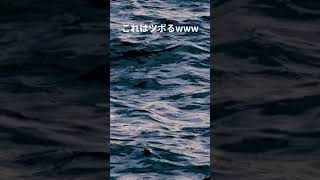 初めて見た時ツボり過ぎて涙出たww #twitter #将棋 #藤井聡太