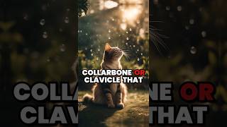 🐱🐱Surprising Facts About Cats You Didn't Know  #cat #cats #facts