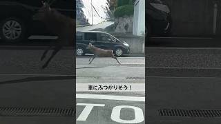 #shorts There was a deer on the road! I was scared it would hit my car.
