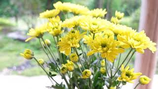 九月 きくのはな September