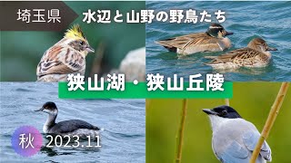 【野鳥観察】秋冬の水辺と山野で見られた野鳥｜狭山湖と狭山丘陵