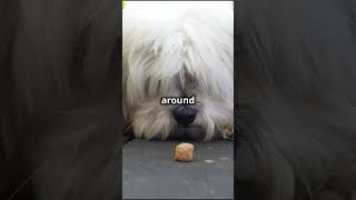 赤ちゃんとペットの愛：5つの必須ヒント！ #pawfectpets #petcaretips #petsafety #familylife #happypets