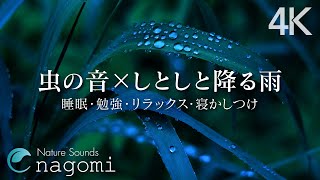 Gentle Forest Rain Sounds at Night - Nature Sounds for Sleeping, Relaxation, Insomnia