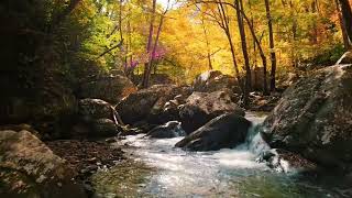 Relaxing Songs || Meditation Song || Mind Refreshing || Body Relaxing songs #healthesoul #music