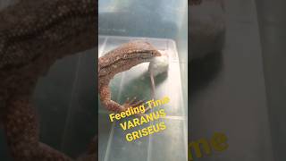 Feeding Time Varanus Griseus #varanus #griseus #biawak #reptile #indoreptileroom #shorts