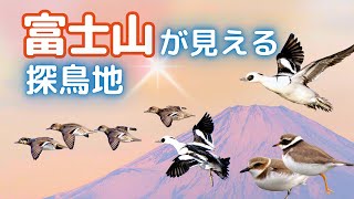 【野鳥観察】富士山を眺めながら歩きたい５か所の探鳥地｜キクイタダキやカワアイサなどの野鳥たち