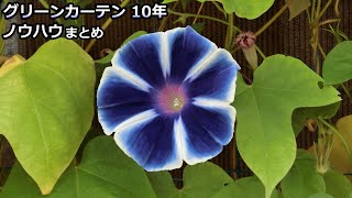 【保存版：アサガオ 手抜きグリーンカーテンの作り方】真夏の必需品 10年間のノウハウ