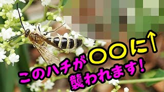 【昆虫バトル】ハチが〇〇に襲われます【#自然観察 #昆虫 #ハチ 】